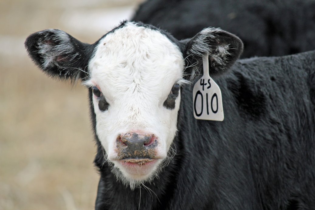 Managing Early Weaned Calves UNL Beef